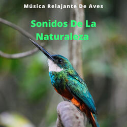 Música De Yoga De Pájaros