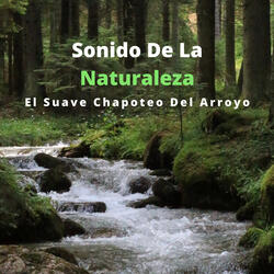 El Sonido Del Surf