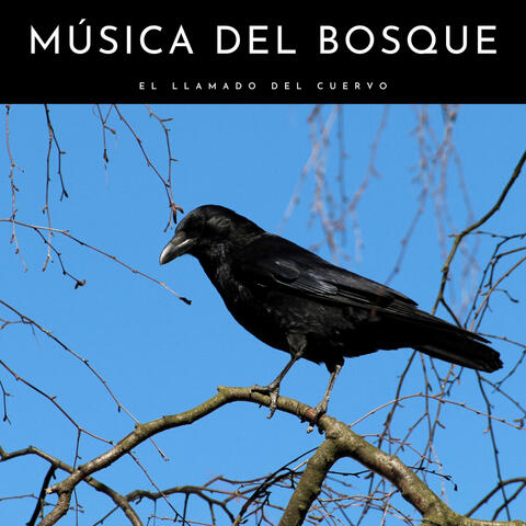Música Del Bosque: El Llamado Del Cuervo