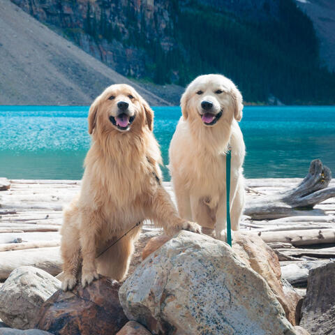 Jazz Organ - Background Music for Doggy Moments