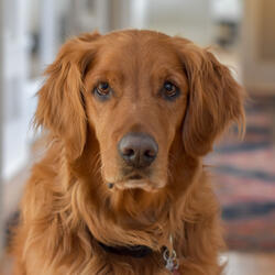 Spectacular Moods for Doggy Summer Chilling