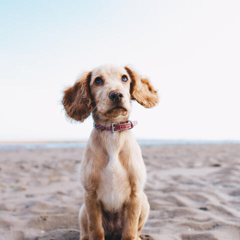 Terrific Ambiance for Doggy Summer Chilling