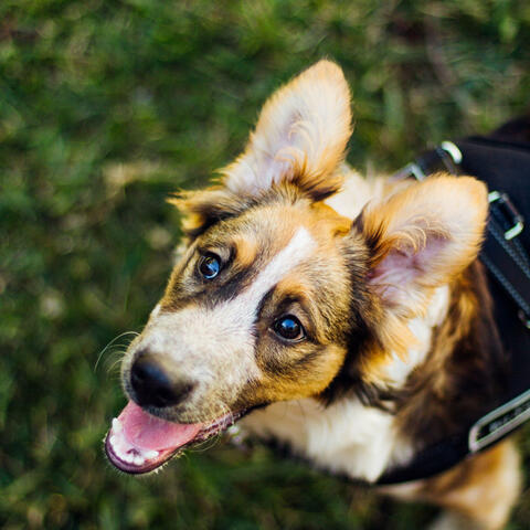Jazz Violin - Ambiance for Doggy Summer Chilling