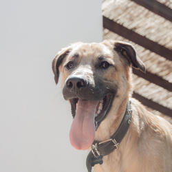 Inspiring Moods for Doggy Moments