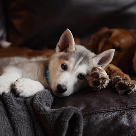 Entertaining Background for Nature and Dogs
