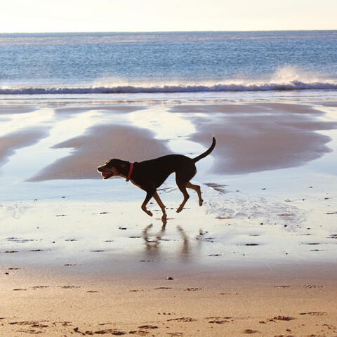 Backdrop for Midsummer Pups - Jazz Quintet