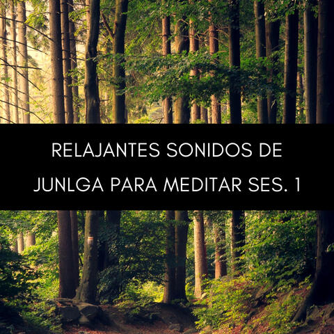 Relajantes Sonidos De Junlga Para Meditar Ses. 1