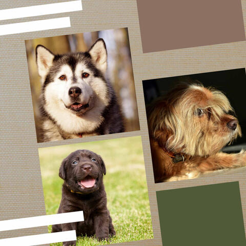 Music for Doggy Dreams - Hot Trumpet, Soprano Sax, Tenor Sax and Guitar
