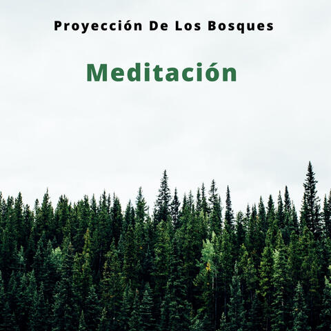 Meditación: Proyección De Los Bosques