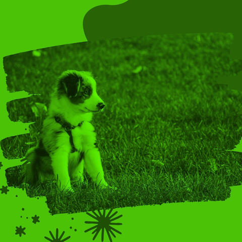 Background Music for Focused Puppy