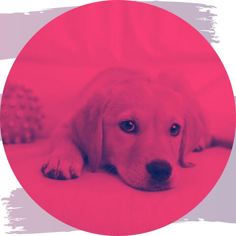 Background Music for Puppy in Summer