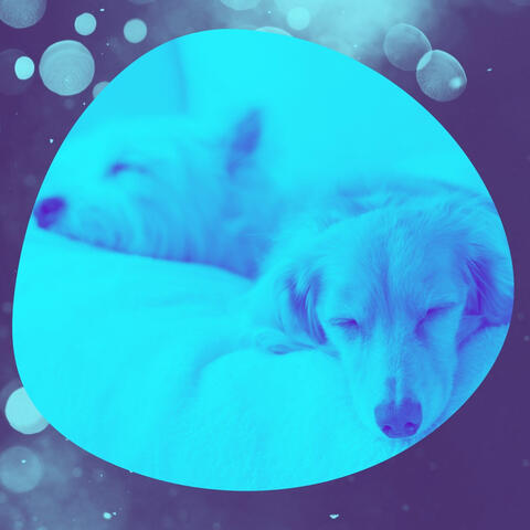 Jazz Organ - Background Music for Puppy Hikes