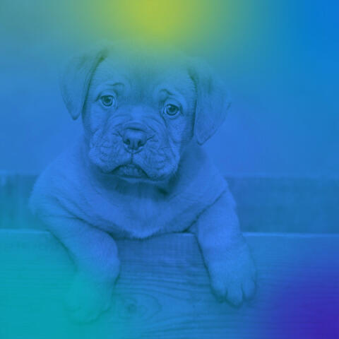 Easy Listening Music for Dogs