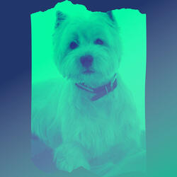 Bubbly Backdrops for Comfortable Pups