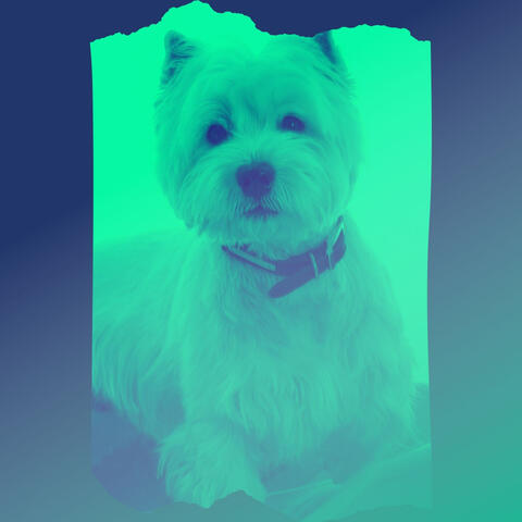 Cool Ambiance for Doggy Baths