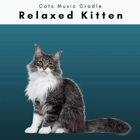 1 Relaxed Kitten