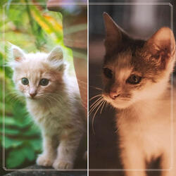 Alluring Smooth Jazz - Vibe for A Quiet Cat