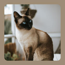 Deluxe Ambience for A Quiet Cat