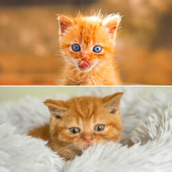 Sumptuous Smooth Jazz - Vibe for Morning Cat Food