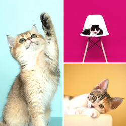 Simple Ambiance for Afternoon Cats