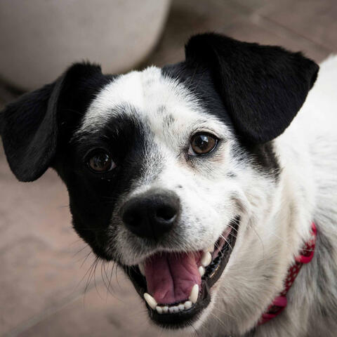 Music for Dogs and Dreams