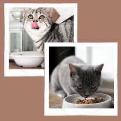 Background for Funny Cats