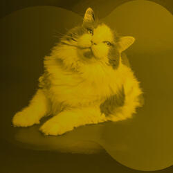 Background for Funny Kitten