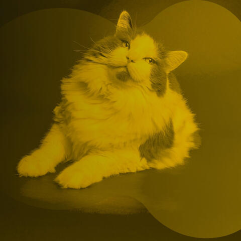 Music for Cat Lounging - Deluxe Harmonica Solo