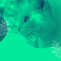 Tranquil Ambience for Lush Kittens