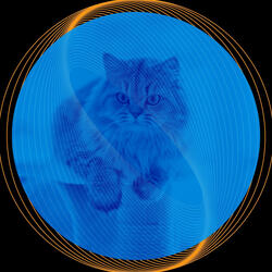 Cool Ambiance for Chilling Cats