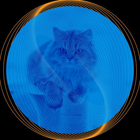 Acoustic Smooth Jazz Guitar - Ambiance for Funny Kitten