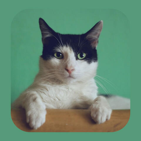 (Tenor Sax Solo) Music for The Comfortable Cats
