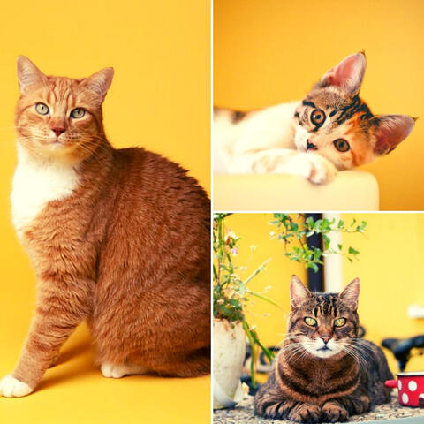 Music for The Comfortable Cats - Hot Soprano Sax Solo