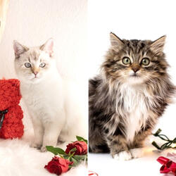 Quartet Jazz Soundtrack for The Cutest Kitten