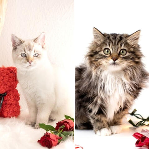 Spirited Music for The Comfortable Cats - Soprano Sax Solo