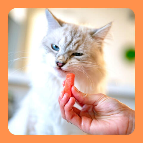 Music for Classic with Cats (Soprano Sax Solo)