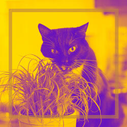 Sophisticated Waltz - Vibe for Unwinding Cats