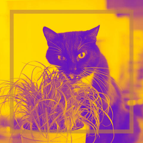 Music for Unwinding Cats (Soprano Sax Solo)