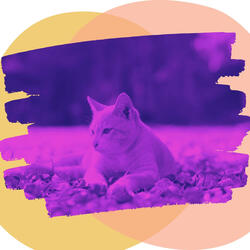 Terrific Cats and Dogs Relaxation