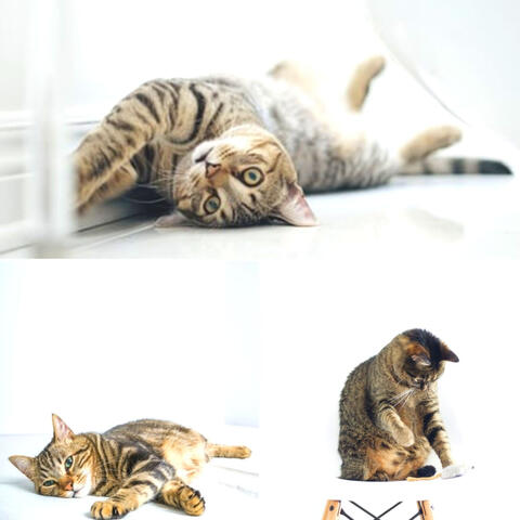 Quartet Jazz - Ambiance for The Comfortable Cats