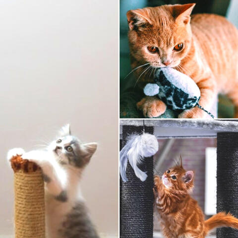 Music for Favorite Kittens - Soprano Sax Solo