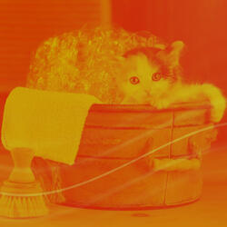 Easy Comfortable with Cats