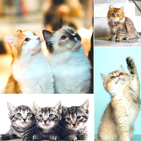 Music for The Cutest Kitten - Tasteful Soprano Sax Solo