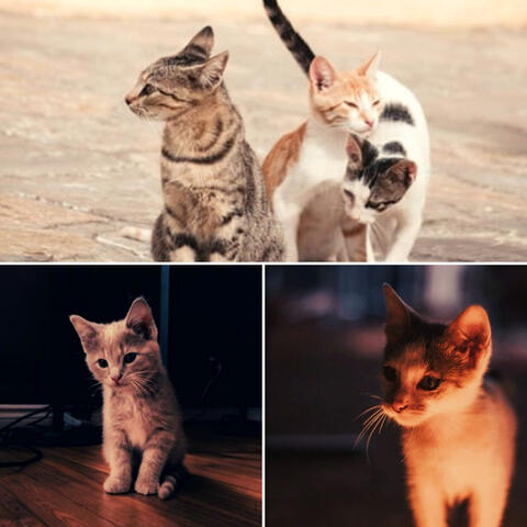 Dream-Like Ambiance for The Cutest Kitten