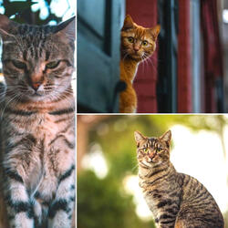 Smooth Backdrops for The Comfortable Cats