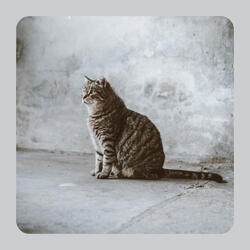 Pulsating Waltz - Vibe for The Cutest Kitten