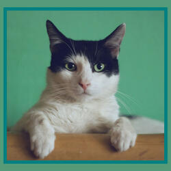 Fashionable Waltz - Vibe for Favorite Kittens