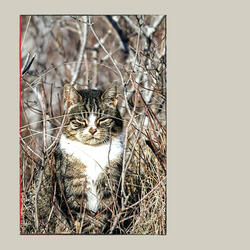 Artistic Backdrops for The Cutest Kitten