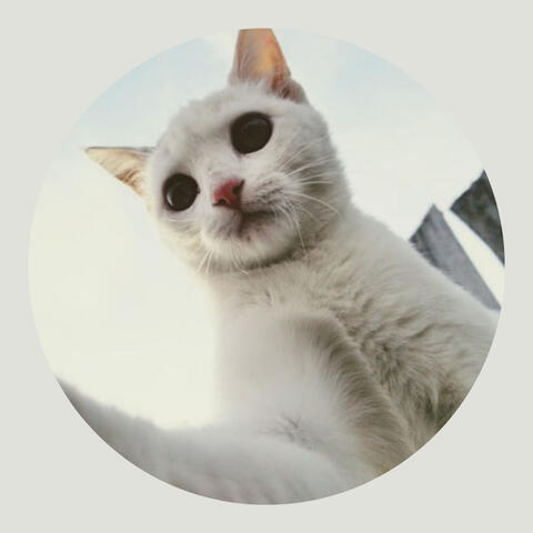 Exquisite Background for Funny Cats