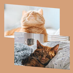 Uplifting Backdrops for Funny Cats